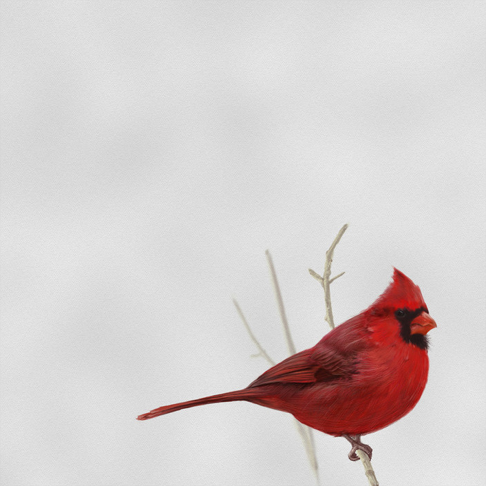 bird one cardinal